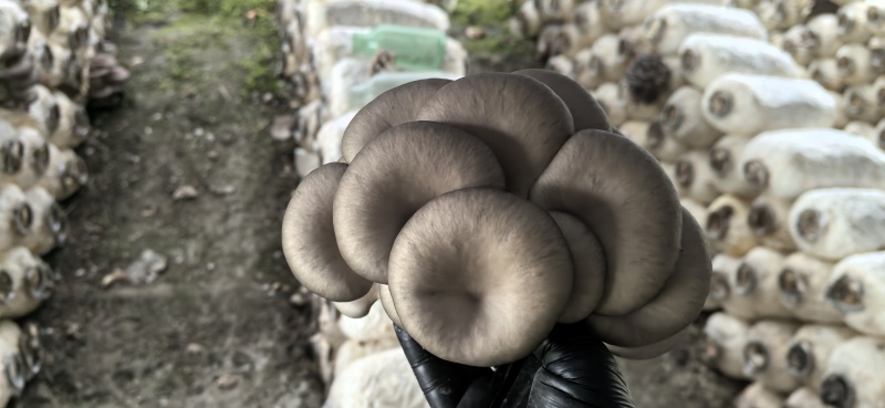 精品平菇