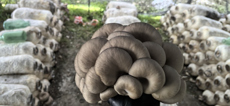 精品平菇