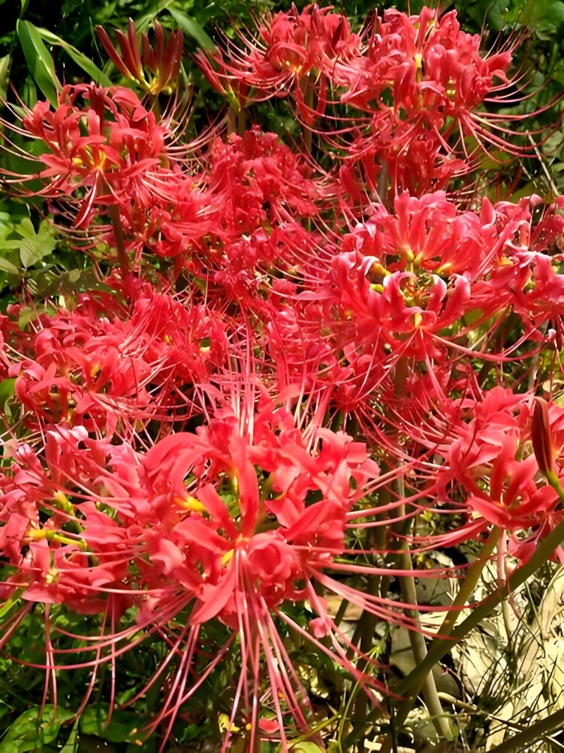 彼岸花种球【这是传说中神奇的花种，彼岸花叶两不见】