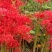 彼岸花种球【这是传说中神奇的花种，彼岸花叶两不见】