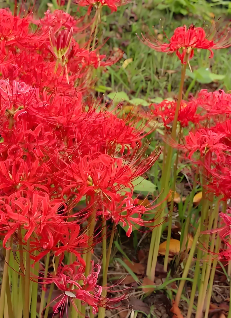 彼岸花种球【这是传说中神奇的花种，彼岸花叶两不见】