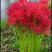 彼岸花种球【这是传说中神奇的花种，彼岸花叶两不见】