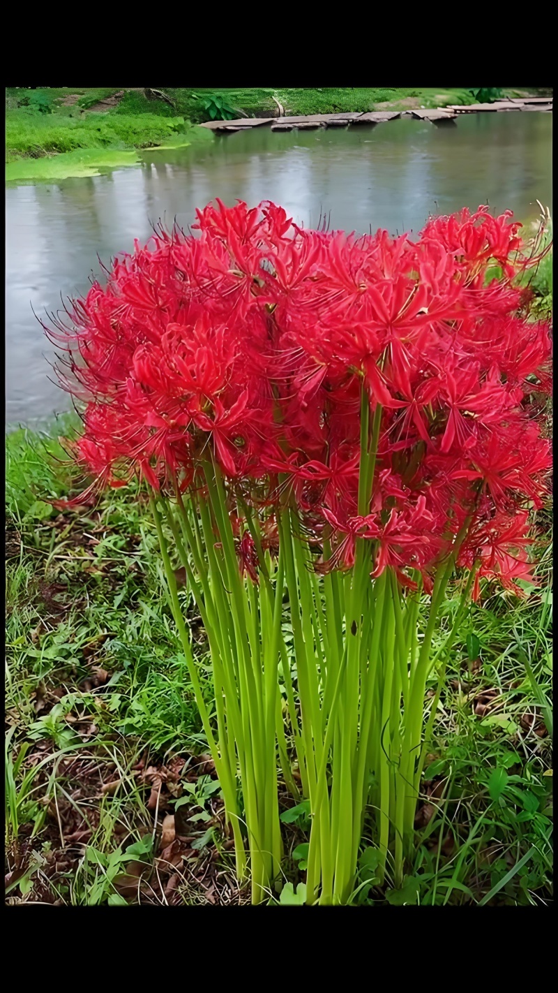彼岸花种球【这是传说中神奇的花种，彼岸花叶两不见】