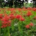 彼岸花种球【这是传说中神奇的花种，彼岸花叶两不见】
