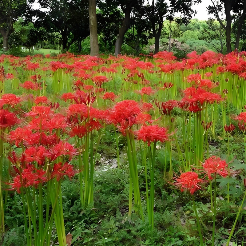 彼岸花种球【这是传说中神奇的花种，彼岸花叶两不见】