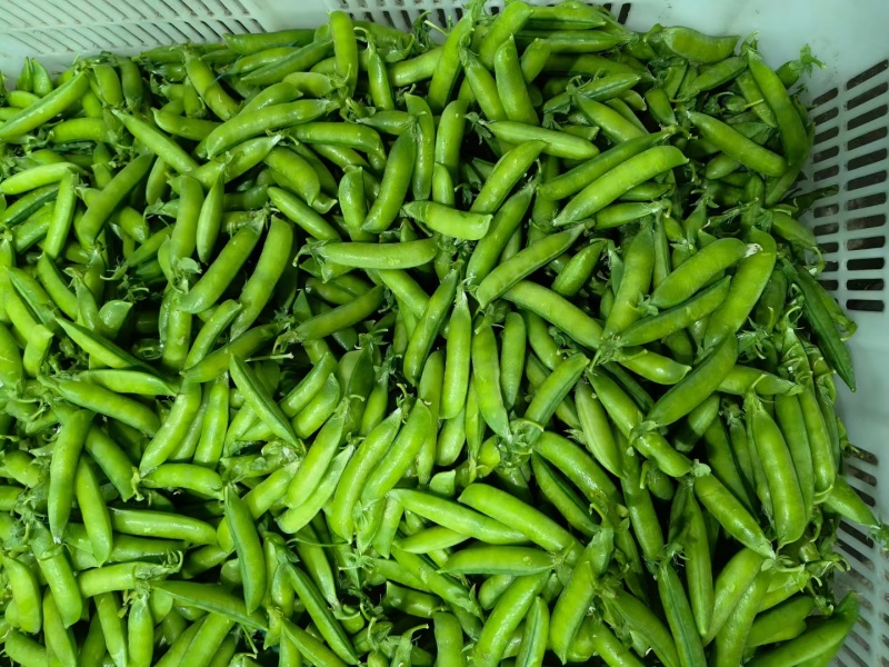白豌豆
