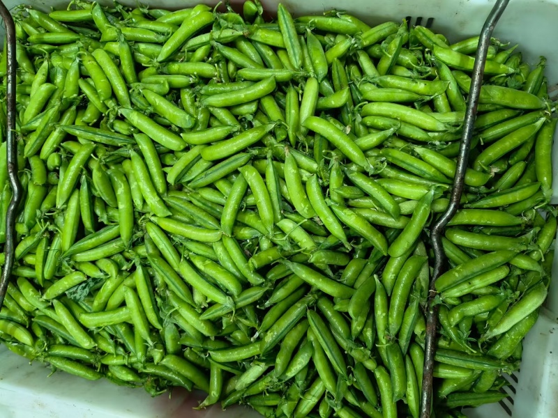 白豌豆