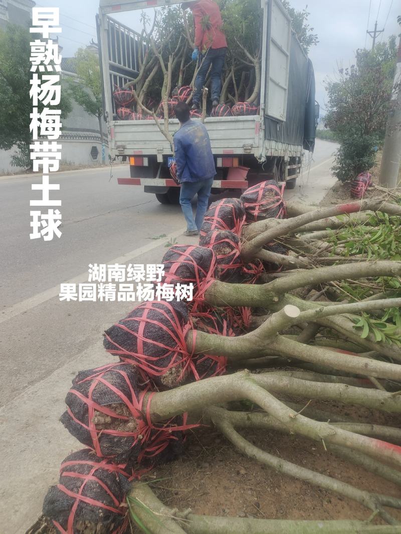 亏本处理正宗嫁接杨梅树大颗台梅乌梅3-12公分带土球