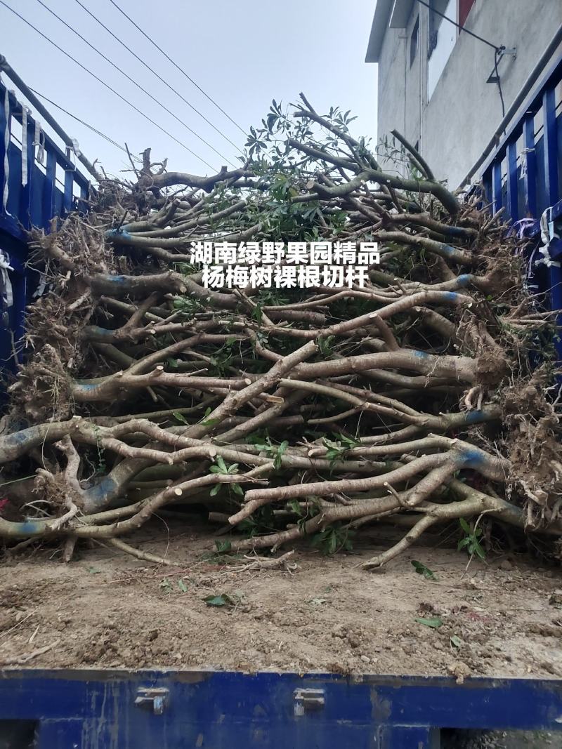 亏本处理正宗嫁接杨梅树大颗台梅乌梅3-12公分带土球