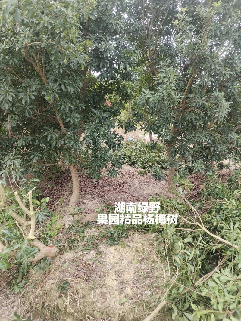 亏本处理正宗嫁接杨梅树大颗台梅乌梅3-12公分带土球