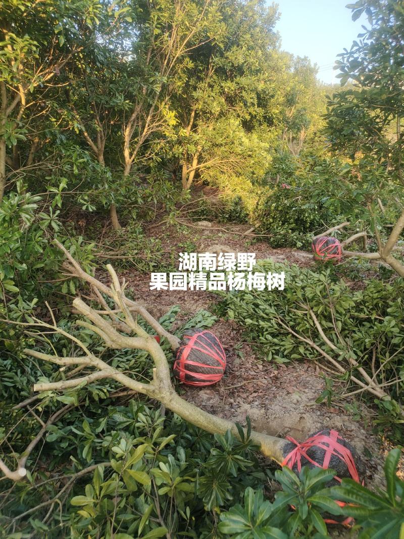亏本处理正宗嫁接杨梅树大颗台梅乌梅3-12公分带土球