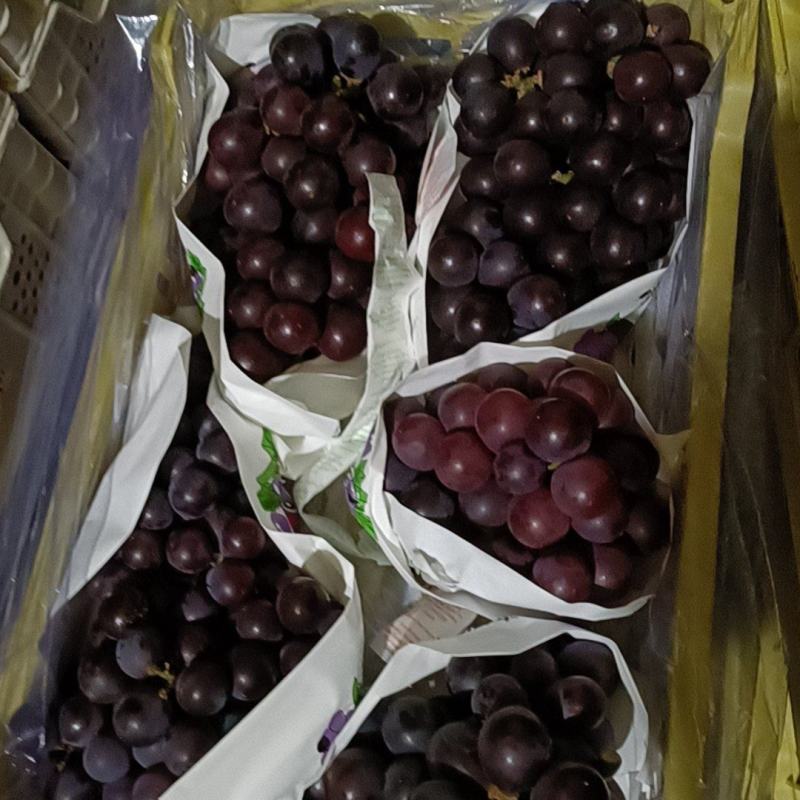 辽宁锦州北镇巨丰辽丰大量现货价格便宜有要联系