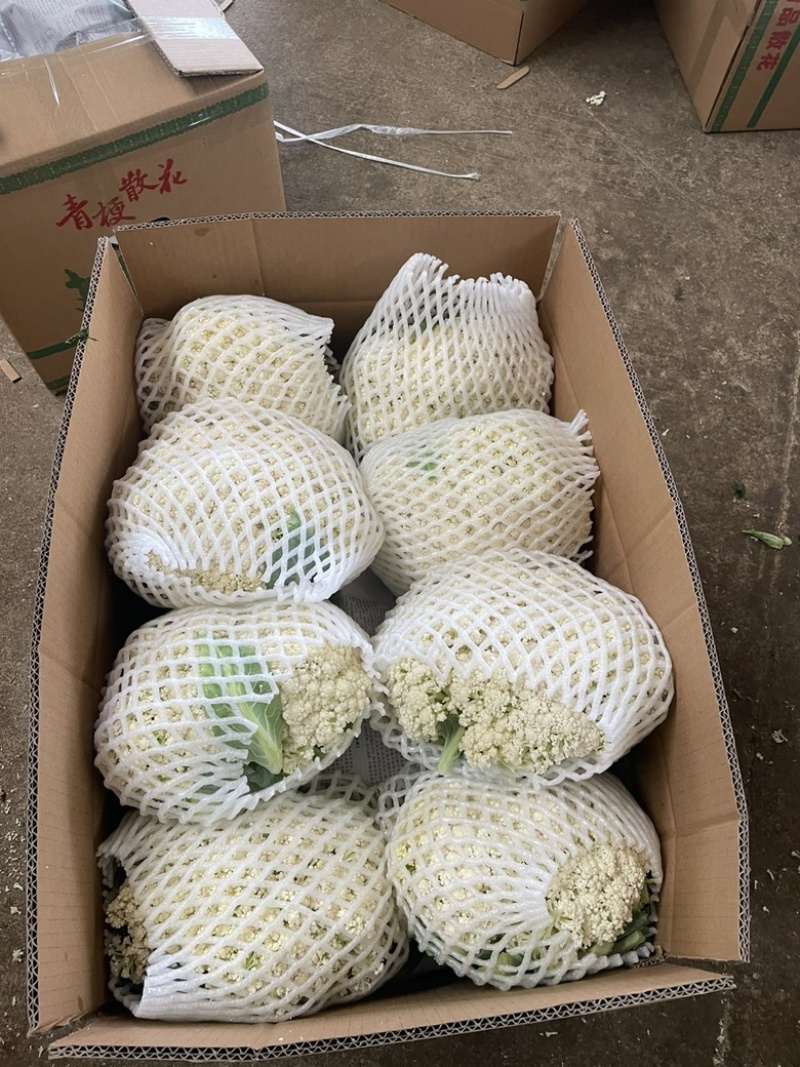 产地直供//大量上市//欢迎咨询//精品有机花