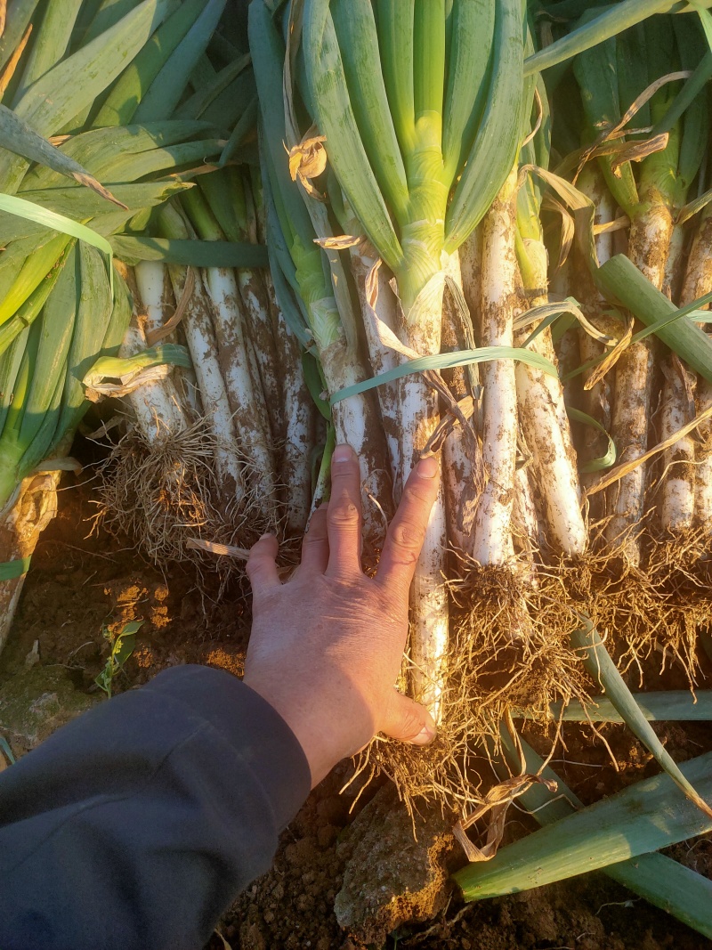 铁杆大葱