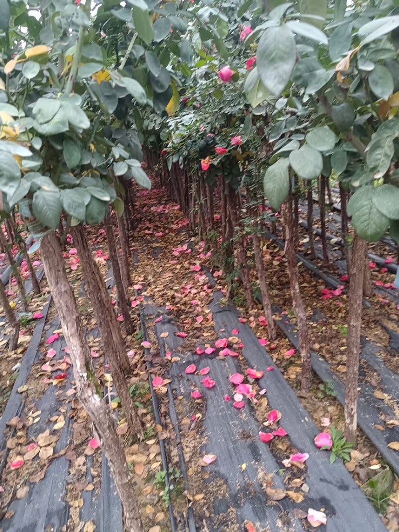 多色树桩月季大花浓香型四季开花阳台绯扇月季花树树桩国月