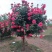 多色树桩月季大花浓香型四季开花阳台绯扇月季花树树桩国月