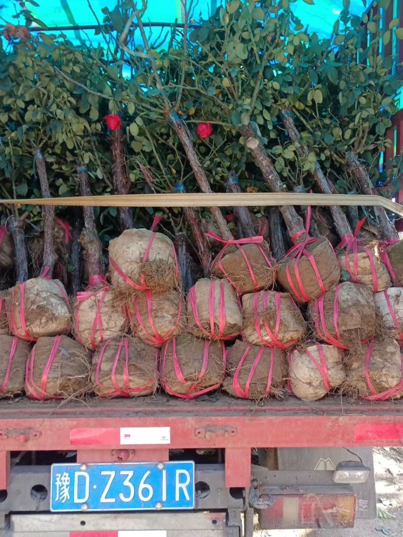 多色树桩月季大花浓香型四季开花阳台绯扇月季花树树桩国月