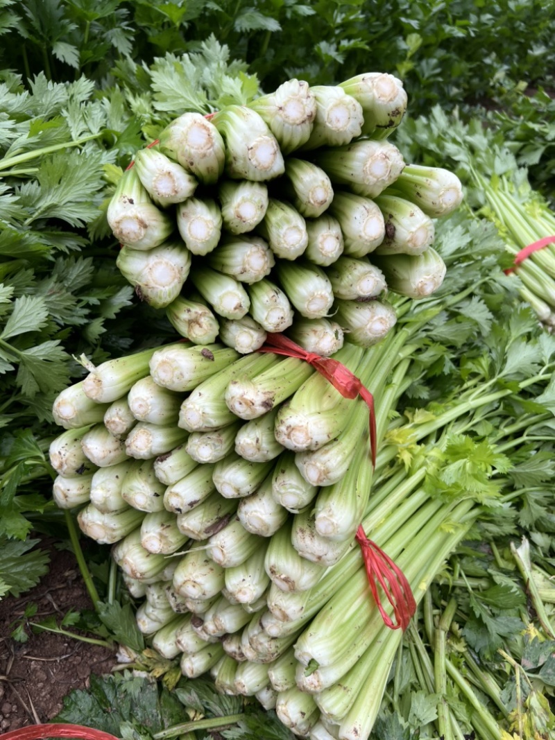西芹万亩大棚种植，大量提供精细棵小棵，中小棵，各种规格