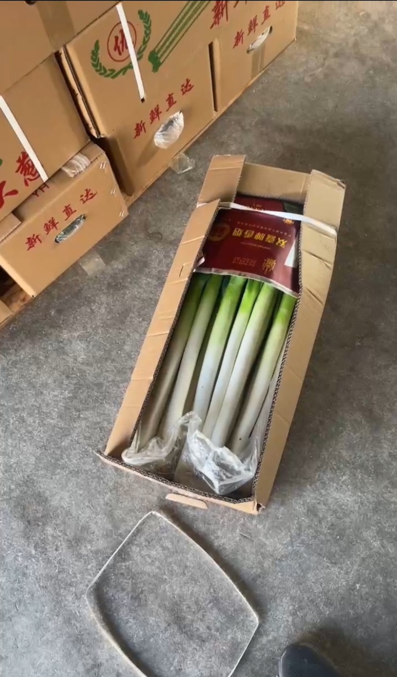 漳浦大葱