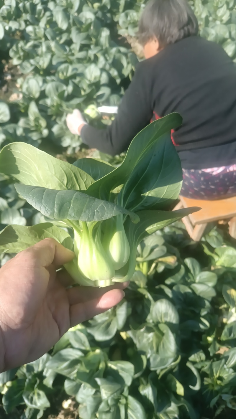 大量供应黑美人黑菜