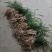 矮蕙兰下坡兰花3至5年地栽矮草兰花苗随州蕙兰开花浓香