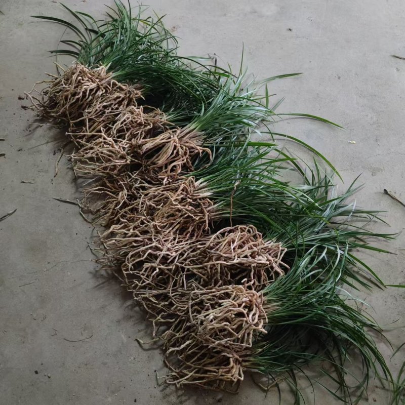 矮蕙兰下坡兰花3至5年地栽矮草兰花苗随州蕙兰开花浓香