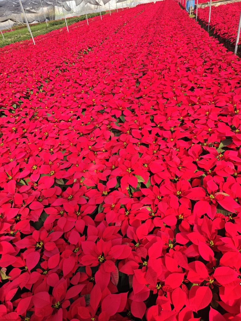 7寸圣诞花，一品红。