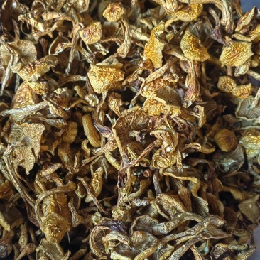 推荐滑子菇大毛干菇食用菌菇品质保障价格实惠欢迎联系