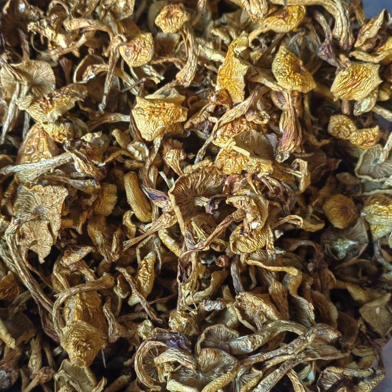 推荐滑子菇大毛干菇食用菌菇品质保障价格实惠欢迎联系