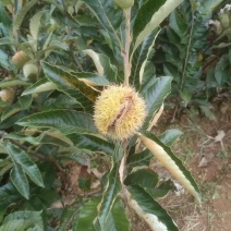 大红袍板栗苗