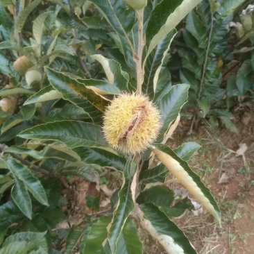 大红袍板栗苗