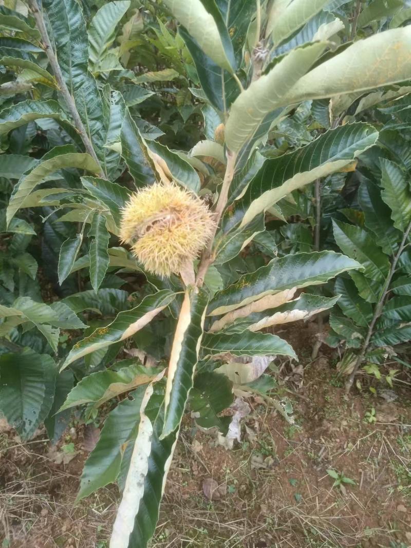 大红袍板栗苗