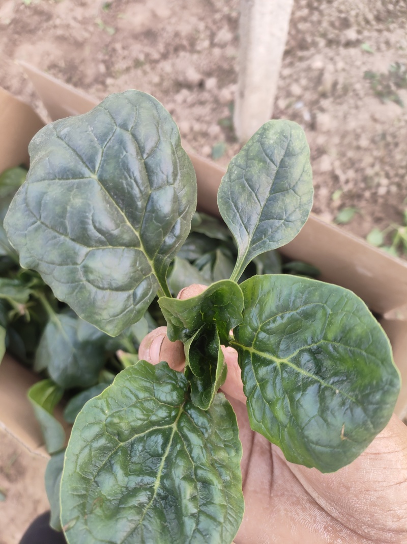 精品小棵趴地菠菜欢迎各位客商一亩田联系