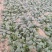 精品小棵趴地菠菜欢迎各位客商一亩田联系