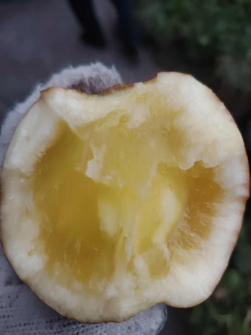 汉源高山糖心红富士苹果光果上市中，货源充足，产地直采。