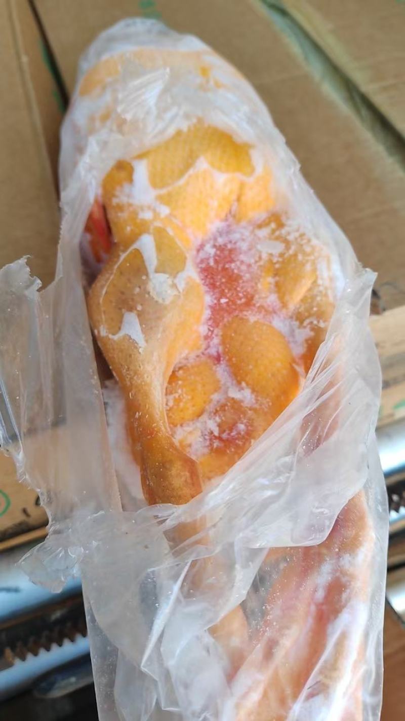 精品黄皮全鸭，一级干货，规格齐全，厂家直接，超低价格