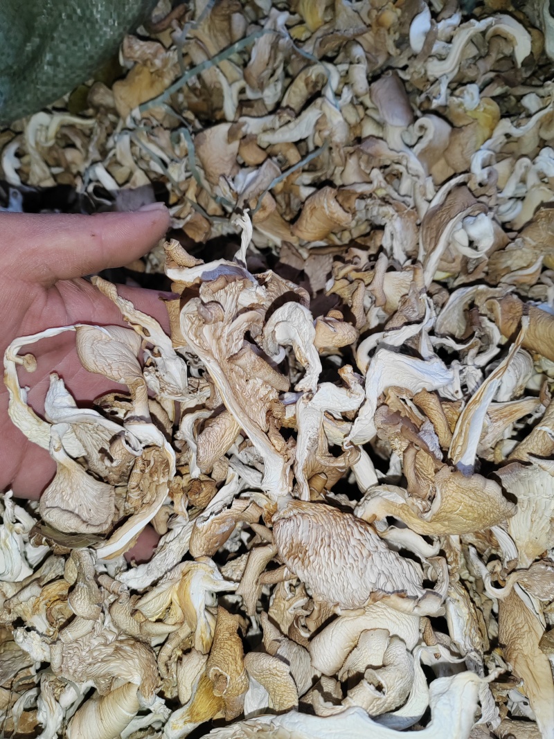 食用菌，拱干平平菇和晒干平菇质量保证信誉第一