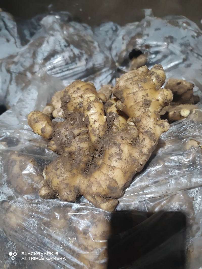 生姜老姜大黄姜，产地批发出口电商均可供应保质保量