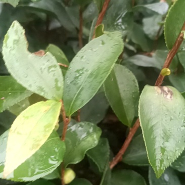 大量供应油茶苗，地苗杯苗都有量，有需要的老板欢迎来电咨询
