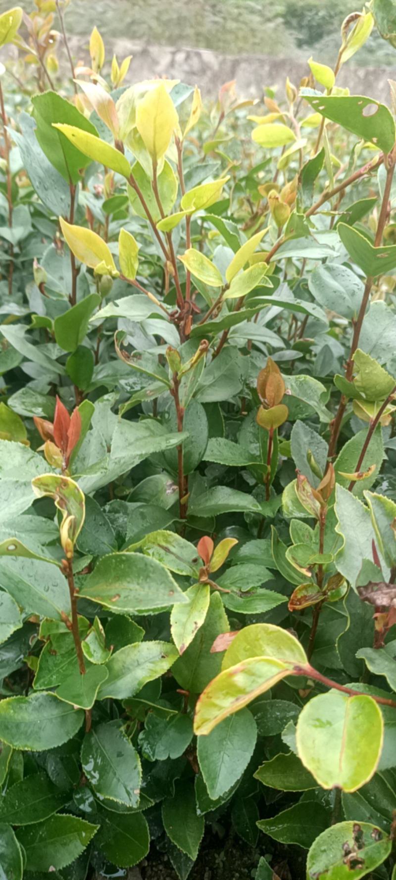 大量供应油茶苗，地苗杯苗都有量，有需要的老板欢迎来电咨询