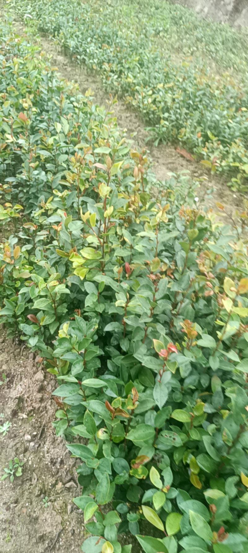 大量供应油茶苗，地苗杯苗都有量，有需要的老板欢迎来电咨询