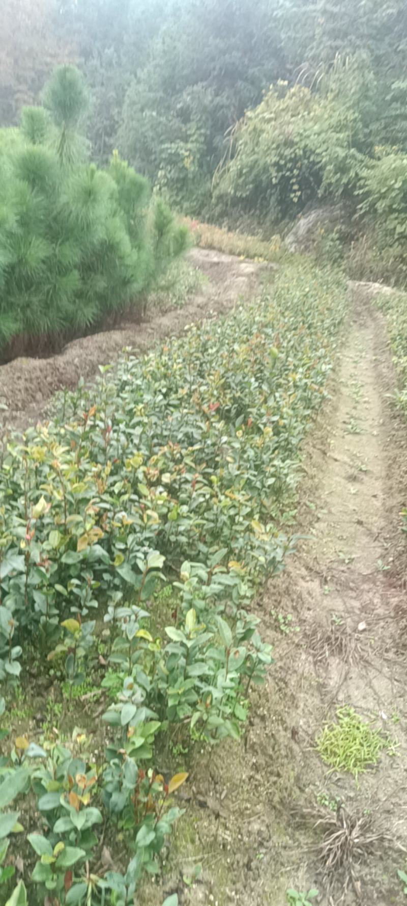 大量供应油茶苗，地苗杯苗都有量，有需要的老板欢迎来电咨询