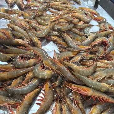 渤海湾大虾