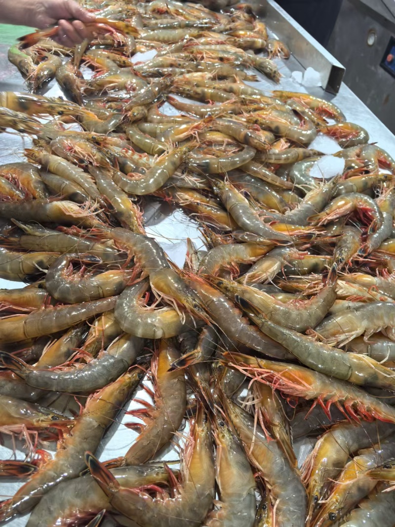 渤海湾大虾