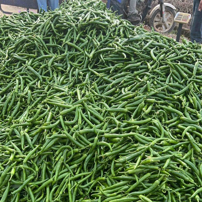 江西大棚，湘研55辣椒🌶️大量供应，