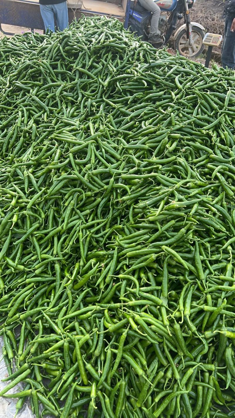 江西大棚，湘研55辣椒🌶️大量供应，