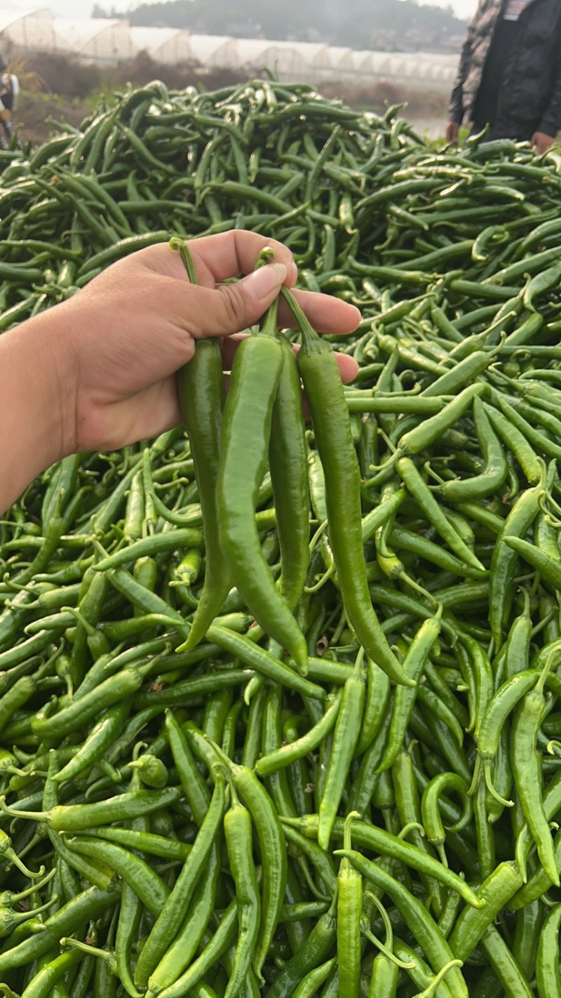江西大棚，湘研55辣椒🌶️大量供应，