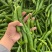 江西大棚，湘研55辣椒🌶️大量供应，