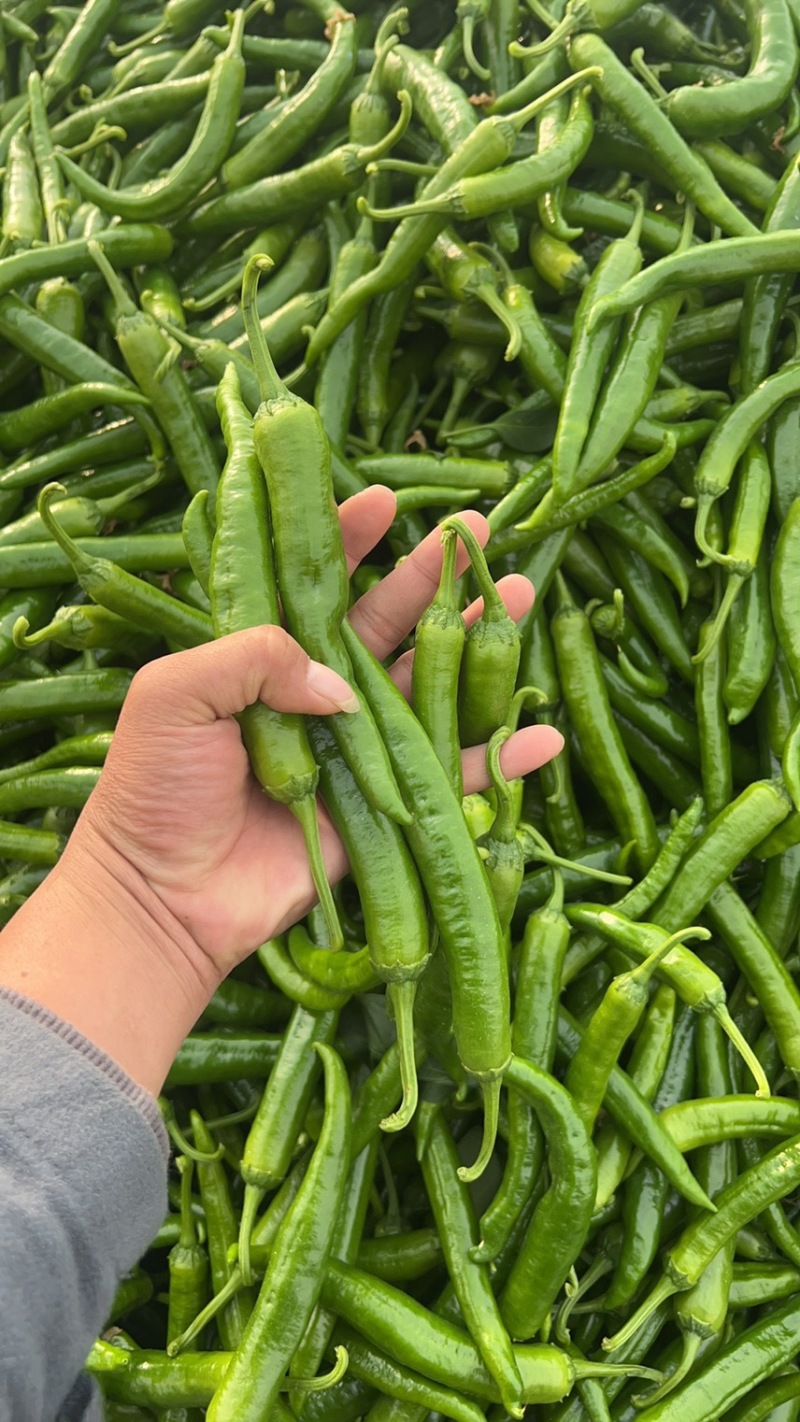 江西大棚，湘研55辣椒🌶️大量供应，