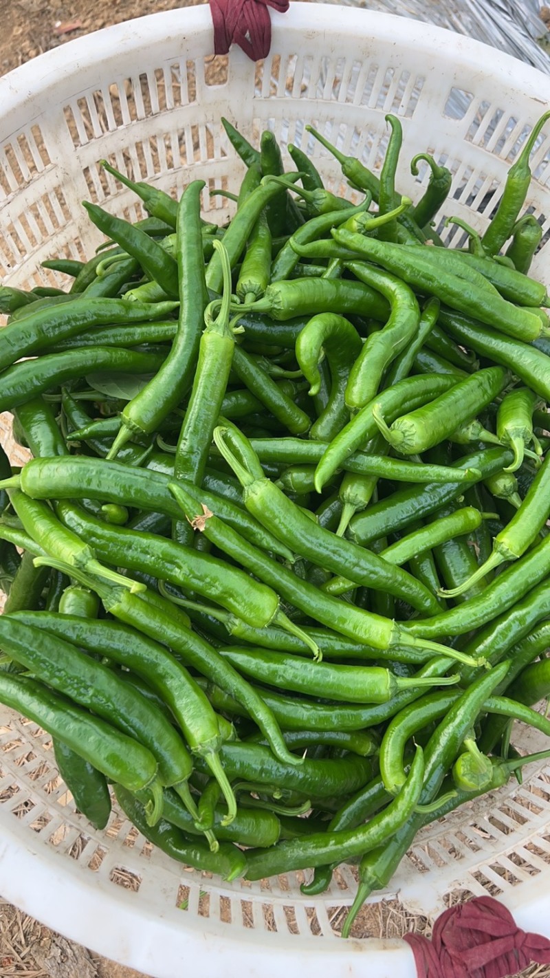 江西大棚，湘研55辣椒🌶️大量供应，